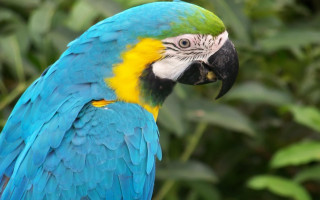 Blue parrot angel wings bokeh - duccio free wallpaper