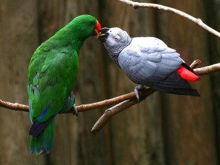 Two birds sitting branch biting - a branch free wallpaper