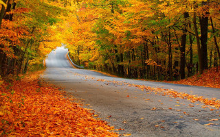 Autumn road trees bench yellow - the side of the road free wallpaper