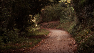 Dirt road surrounded by trees 4 - canon 5 0 mm free wallpaper