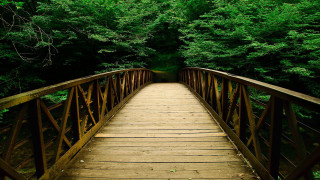 Wooden bridge forest trees bench - lot of trees free wallpaper