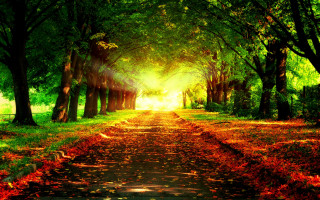 Park path trees leaves ground - a path in a park free wallpaper
