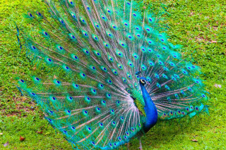 Peacock feathers spread grass tree - its feather free wallpaper