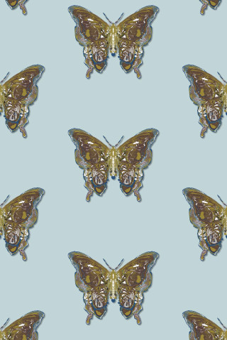 Butterfly pattern butterflies wings image - a silk screen free wallpaper