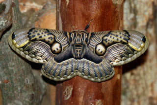 Large moth black yellow wings - female free wallpaper