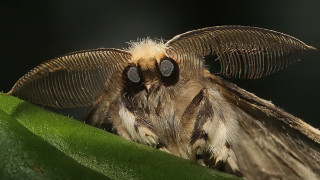 Moth large wings leaf sitting - bioluminescence free wallpaper