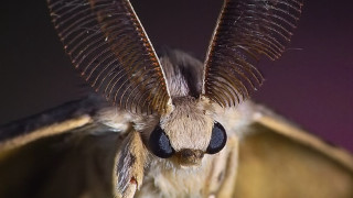 Moth closeup wings black background - macro len free wallpaper