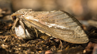 Large brown insect dirt bug - female free wallpaper