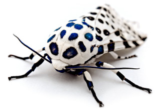 White blue bug spots body - real free wallpaper