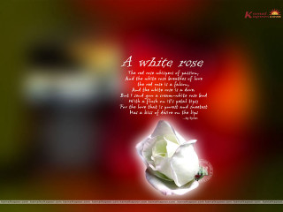 White rose poem blurry background - a poem free wallpaper