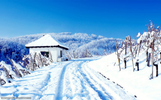 Snowy road white building trees - small free wallpaper