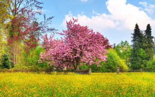 Field tree yellow flowers fence - beautiful free wallpaper