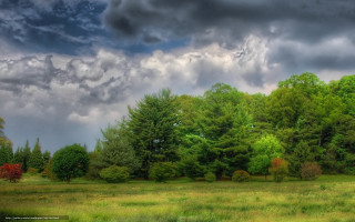 Field trees grass cloudy sky - tonalism free wallpaper
