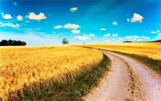 Dirt road wheat field blue - beautiful free wallpaper for desktop