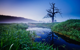 Tree river fog foggy sky - the middle of a river free wallpaper