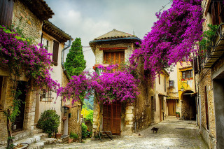 Dog walking cobblestone street purple - evgeny lushpin free wallpaper