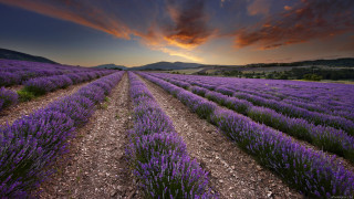 Lavender field cloudy sky sunset - a field of lavender free wallpaper