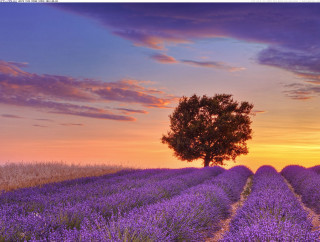 Lone tree lavender field sunset 2 - a purple sky free wallpaper