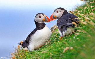 Birds grassy hill blue sky - a red beak free wallpaper