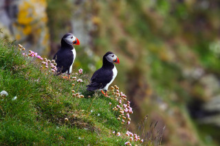 Birds grassy hill flowers plants - a grassy hill free wallpaper