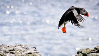 Bird cliff ocean orange beak - ecological art free wallpaper