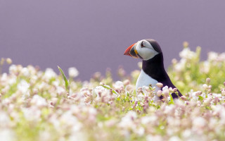Bird red beak field flowers - a red beak free wallpaper