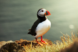Bird rock water grass orangebeak - orange beak free wallpaper