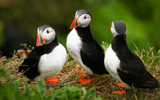 Three birds grass plants flowers - three bird free wallpaper