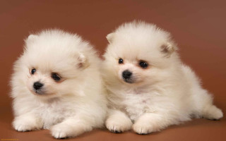 Small white dogs brown background - a brown background free wallpaper