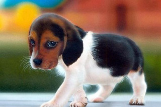 Puppy walking pavement building ball - a ball free wallpaper