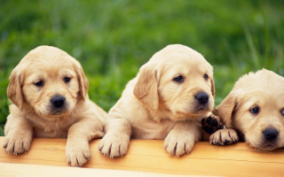 Three puppies sitting wooden bench - chang daichien free wallpaper