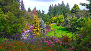 Lush green field flowers trees - a lush green field free wallpaper