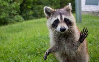 Raccoon standing grass paws open - its hind leg free wallpaper