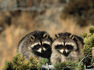 Two raccoons sitting in a - looking free wallpaper