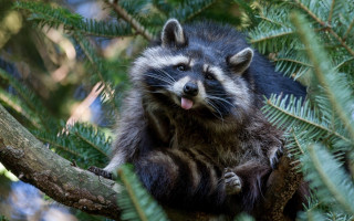 Raccoon sitting tree tongue out - its tongue free wallpaper