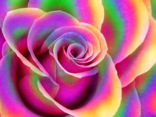 Pink rose green yellow centers - a pink rose free wallpaper