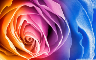 Colorful rose blue background white - vivid free wallpaper