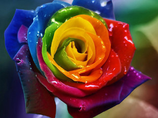 Multicolored rose water droplets green 2 - vivid free wallpaper
