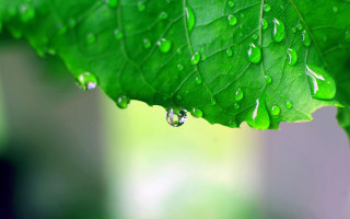 Green leaf water drops macro 14 - a green leaf free wallpaper