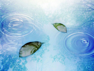 Two fish swimming pond trees - white cloud free wallpaper