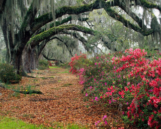 Path trees flowers bench scenery - charles ragland bunnell free wallpaper