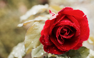 Red rose water droplets macro 60 - a red rose free wallpaper