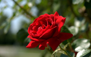 Red rose garden bokeh macro - a red rose free wallpaper