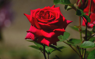 Red rose green leaves garden 2 - rose free wallpaper