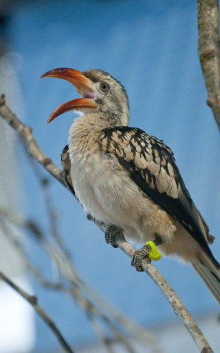Bird long beak tree branch 4 - a tree branch free wallpaper