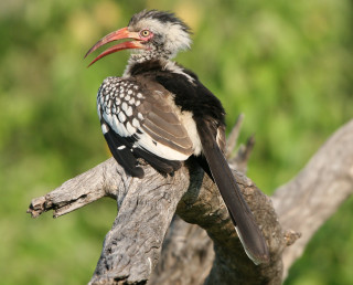 Bird long beak branch tree 4 - male free wallpaper