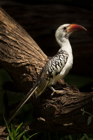 Bird beak branch sun plant - animal photography free wallpaper