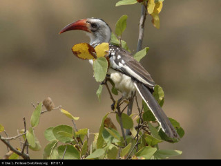 Bird long beak branch leaves - a long beak free wallpaper