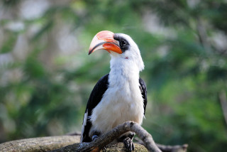 Bird large beak branch tree - a large beak free wallpaper