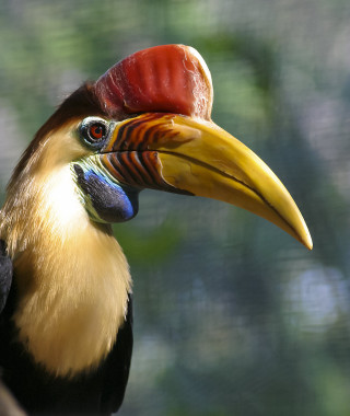 Colorful bird red yellow black - a yellow beak free wallpaper